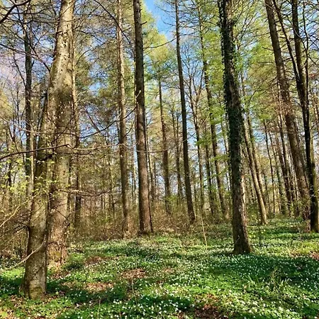 Lakeside In Hallschlag